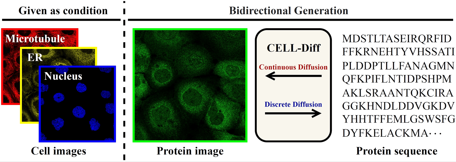 Schematic of CELL-Diff capabilities showing that given reference images and protein sequence, it can generate a virtually stained protein image or given reference images and a experimental protein image, it can infer the protein sequence